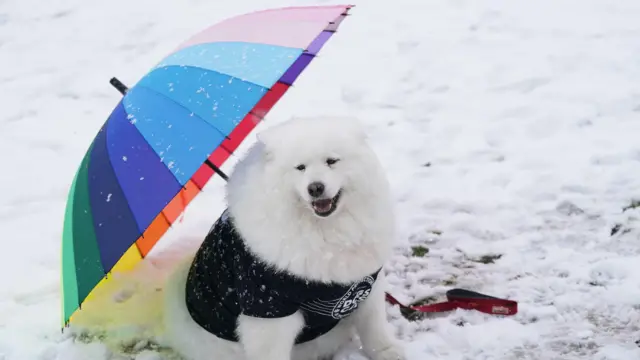 A samoyed dog named Felicity sits by an umbrella on the first day of the Crufts Dog Show at the National Exhibition Centre (NEC) in Birmingham