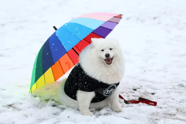 A samoyed lounges under a parasol in the snow