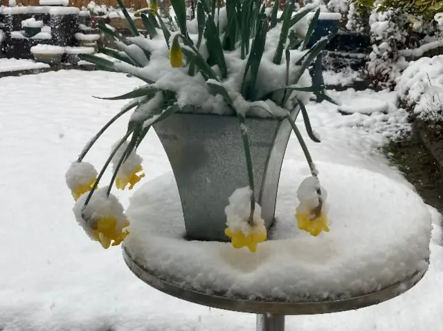 Snowed under daffodils in Coventry