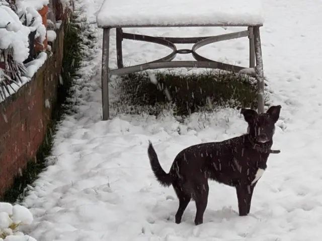 A dog in the snow in Redditch