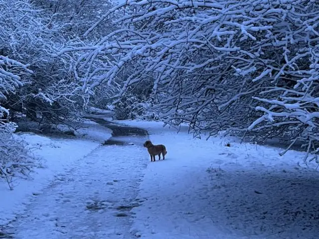 A dog in the snow in Milford, Staffordshire