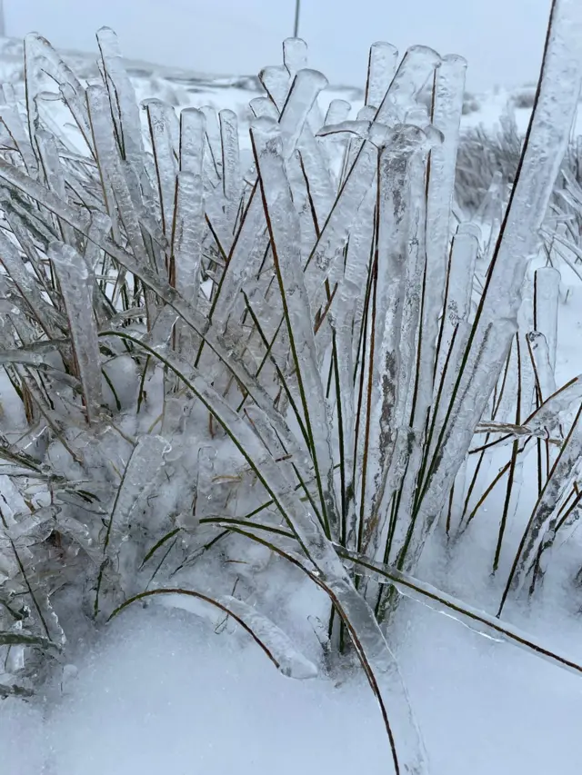 Ice on plants at Keepers Pond, Blaenavon