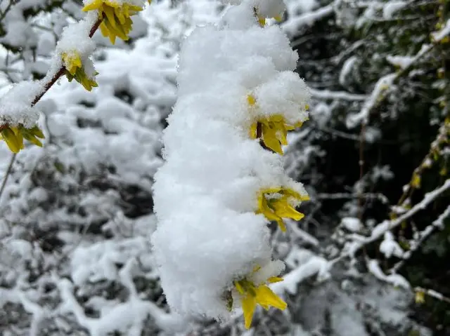 Snow on yellow flowers in Tardebigge