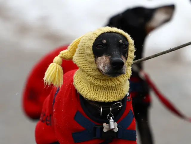 Dog in a balaclava