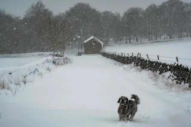 A dog pictured in front of a snow-covered path leading to a house in Grindleford, Derbyshire