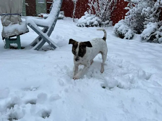 A dog playing in the snow in Longbridge