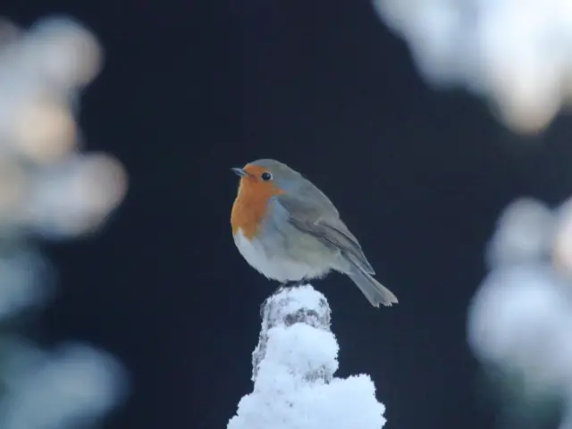 A robin pictured on a snow-covered perch in Nottinghamshire