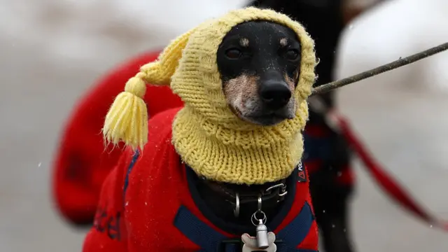 A dog and their owner arrive on the first day of the Crufts dog show