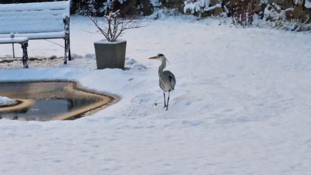 A heron walking in the snow in Moray, Scotland