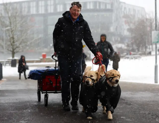 Two golden retrievers in coats with their owner