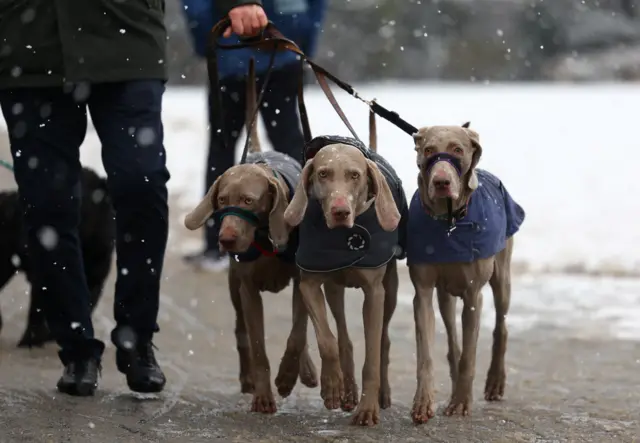 Three dogs in jackets