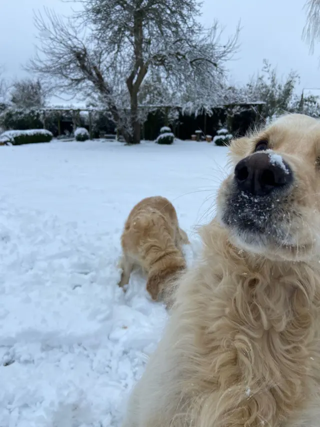 Two four legged friends investigate the snow in Hampshire