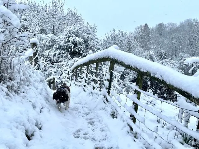 A dog in the snow in Wigmore