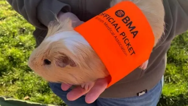 Guinea pig with BMA sign on it