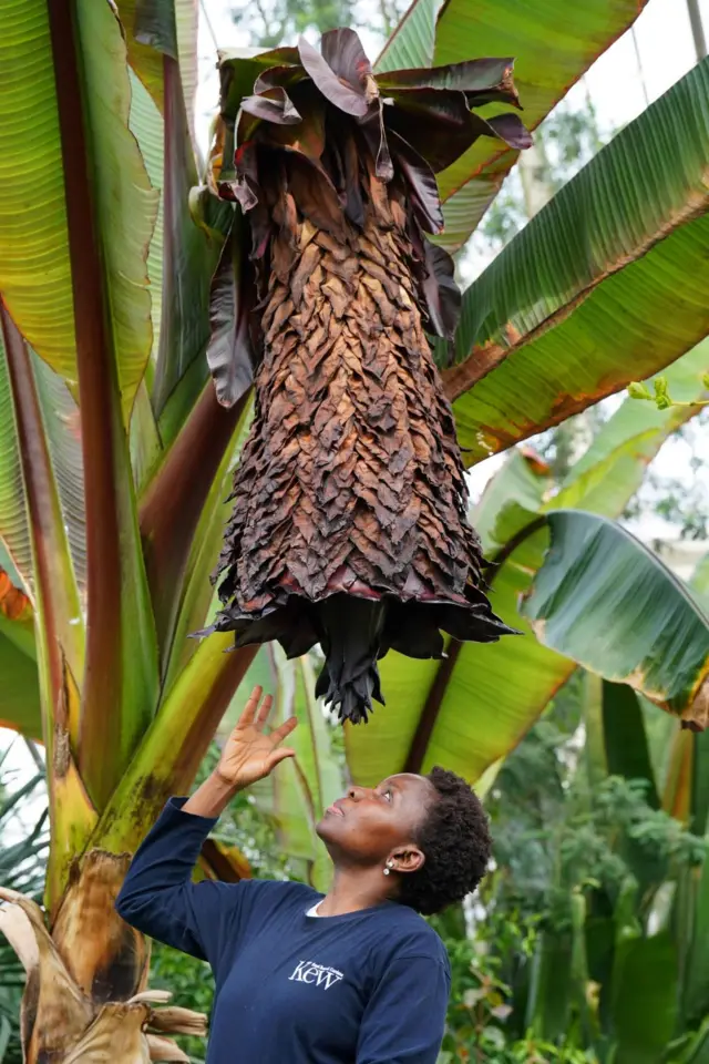 A nutritious Ethiopian enset tree, also known as the false banana, flowers for the first time at Kew Gardens in the the UK's capital city of London