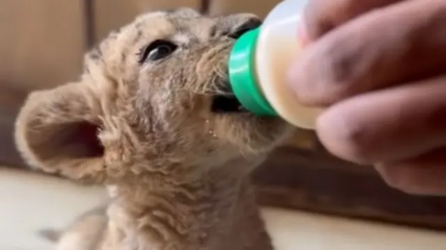 Screengrab of a lion caregiver feeding a cub