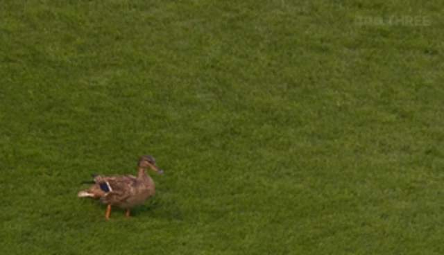 A duck on the pitch at Bescott stadium.
