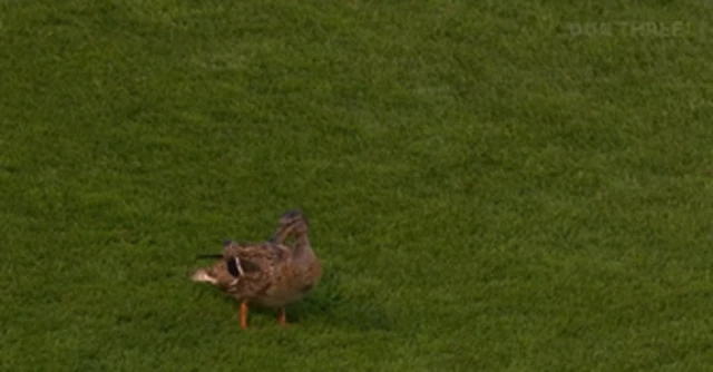 Duck on the pitch at Bescott Stadium.