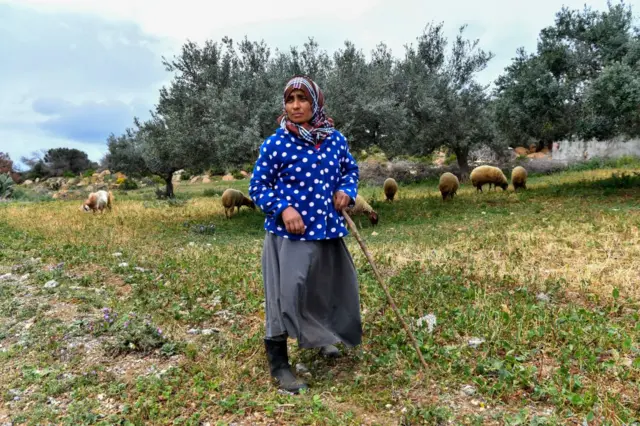 Tunisian woman herding sheep