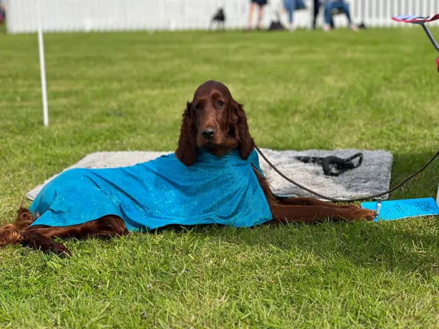 Tofu the Irish Settler