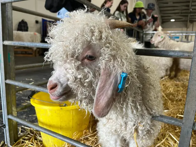 Angora kid goat