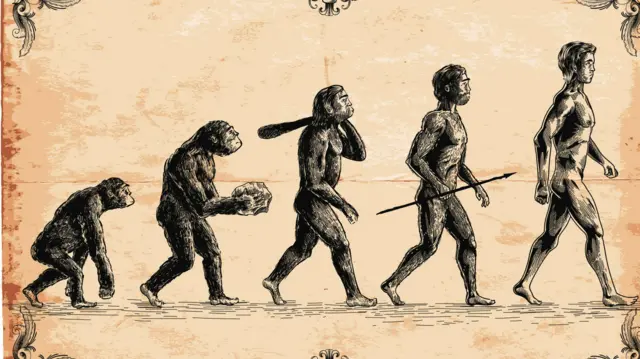 Human evolution