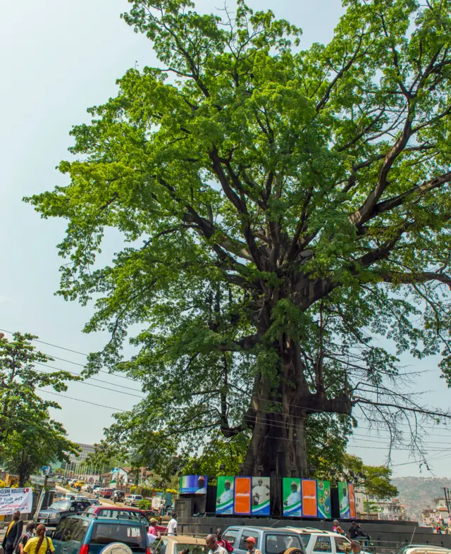 Cotton tree in Sierra Leone