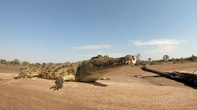 Crocodile on a river bank