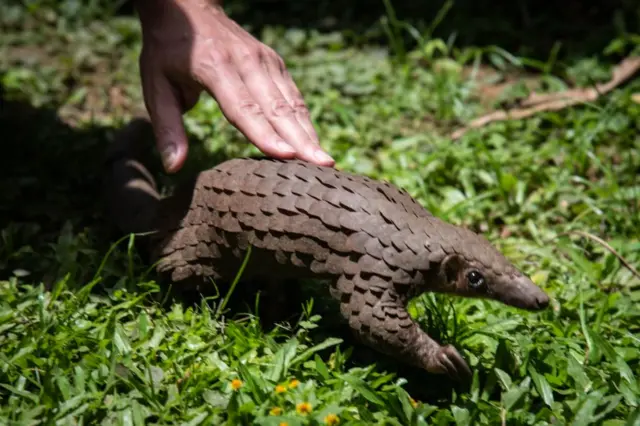 A white-bellied pangolin