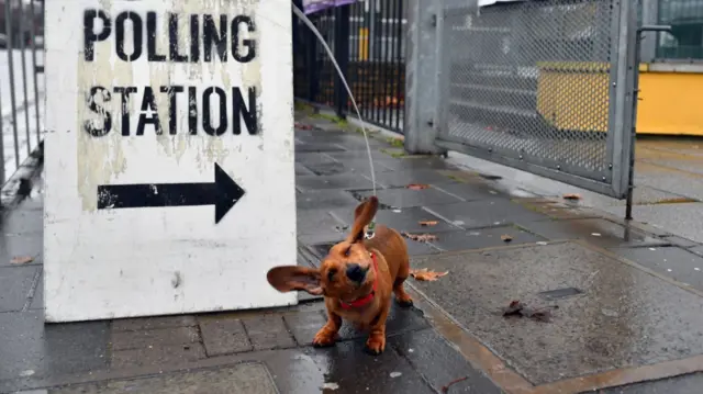 A dog in the rain outside a polling station