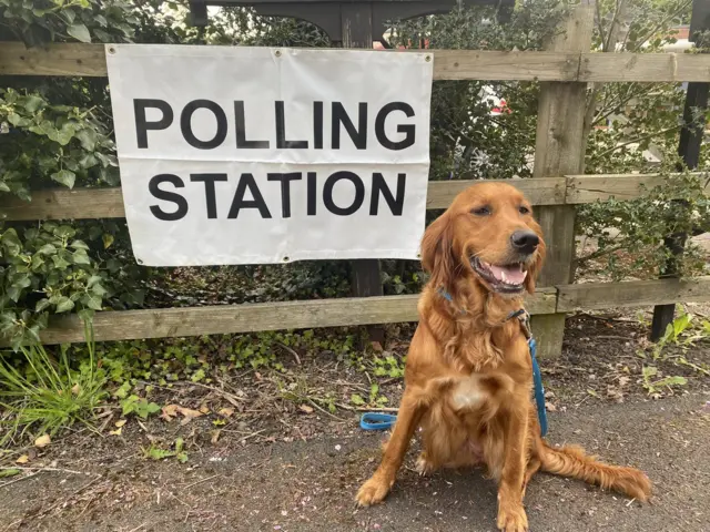 A dog outside a polling station