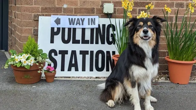 A dog in front of a polling station sign and daffodils