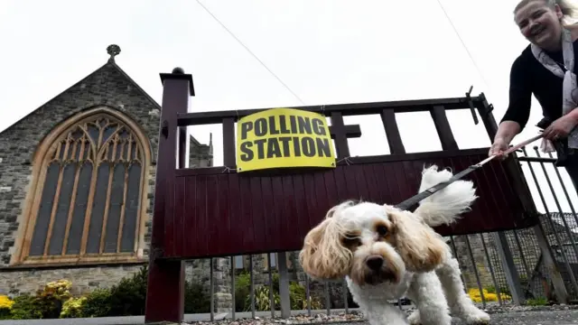 A dog at a polling station near Belfast