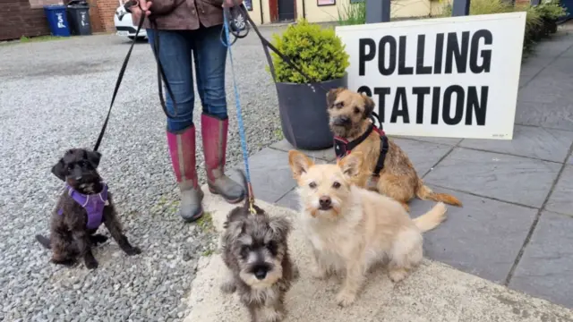 Polly, Arthur, Buttons and Billy in Cleadon, South Tyneside