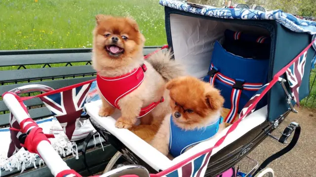 Pomeranian dogs Peanut and Coco in Hyde Park, London, who have been bought by their owner Heidi Porter