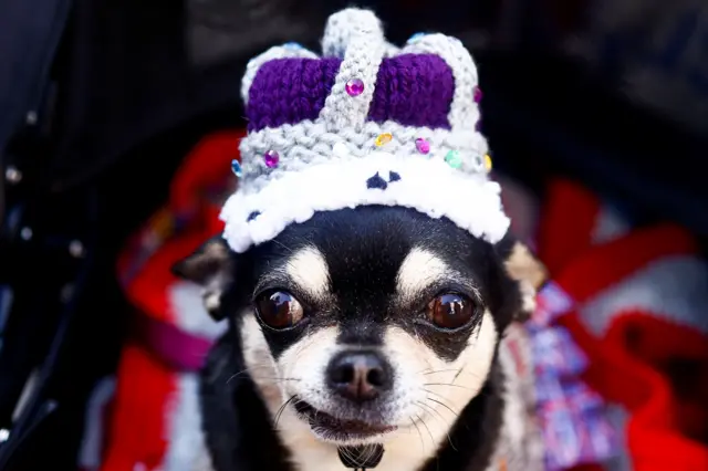 A pup with a knitted crown at celebrations in Gloucester Street, London