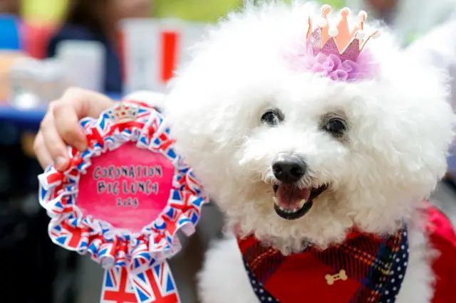 Tino wins the best dressed dog at the Big Lunch