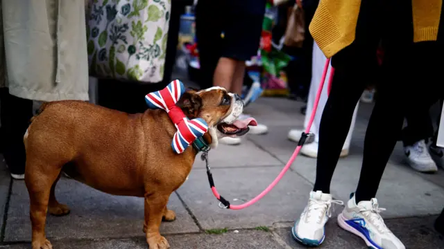 A dog wears a Union Jack themed collar decoration