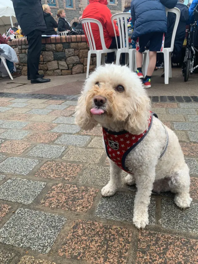 Lola the dog at Liberation Square