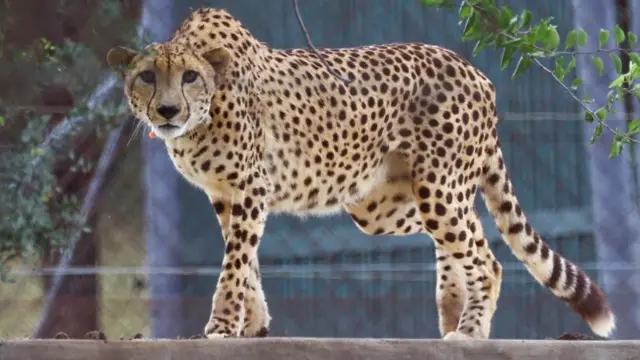 A cheetah looks on after being sedated, before being flown with eleven others from South Africa to India under an agreement between the two governments to introduce the African cats to the South Asian country over the next decade, at Rooiberg veterinary facility, Limpopo province, South Africa, February 17, 2023