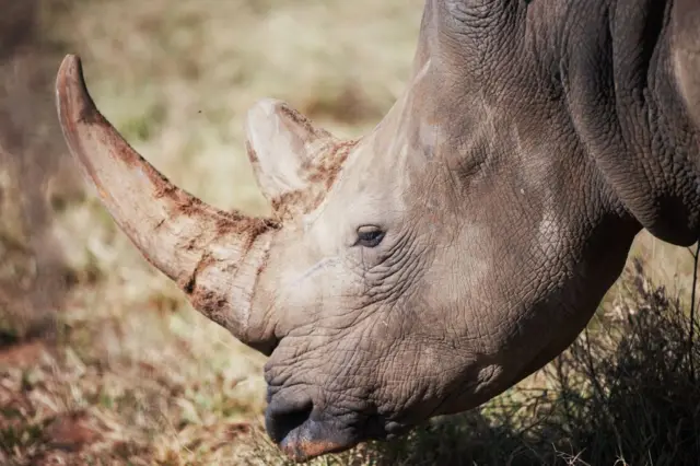 A white rhino in South Africa.