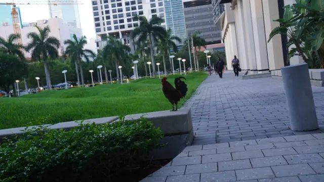 Chicken outside the court