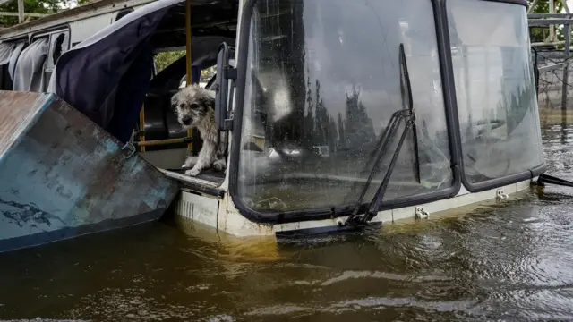 A dog is seen in a flooded bus after the Nova Kakhovka dam breached