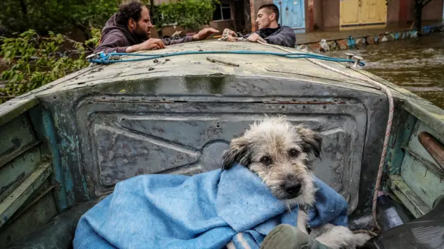 Volunteers evacuate a dog from a flooded area after the Nova Kakhovka dam breached in Kherson