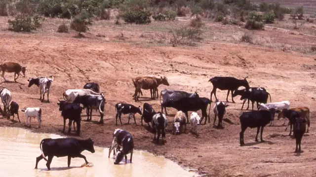 Cattle herd by watering hole in northern Ghana