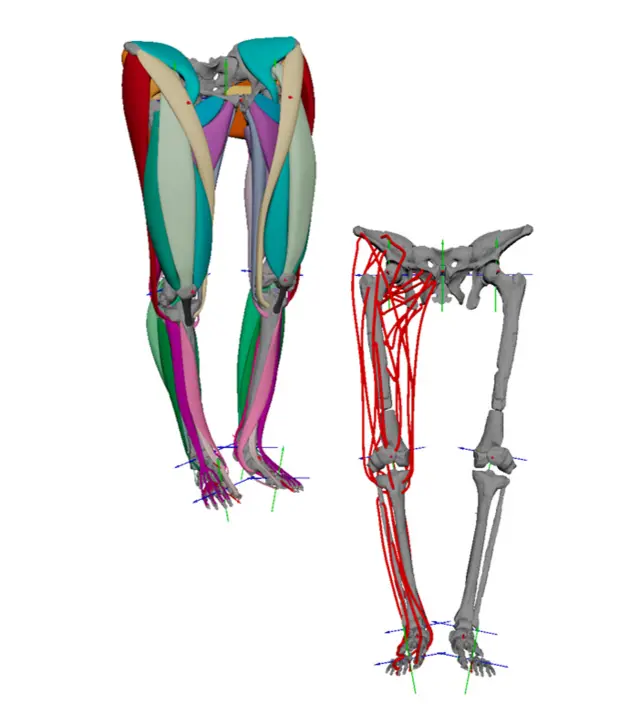 A digitisation of the muscle attachment areas used to build the model of Lucy's muscles, next to the completed 3D muscle model