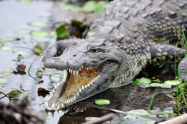 Nile crocodile on the Kwando River in East Capribi in Namibia