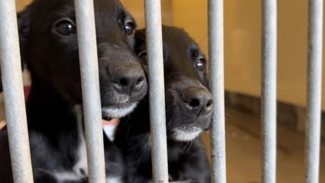 Dogs behind bars