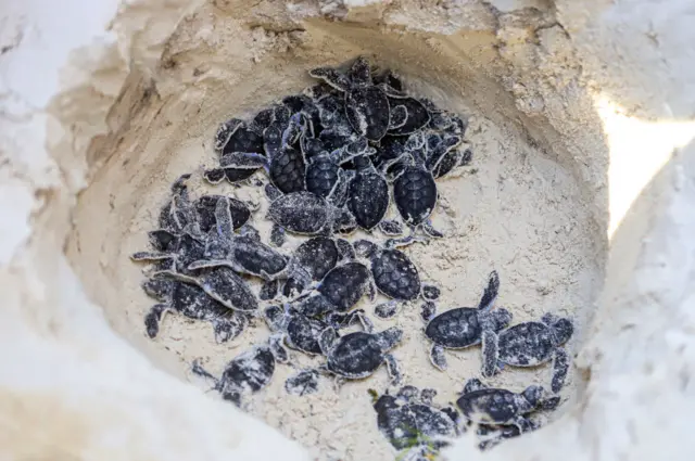 Turtles on a Mombasa beach