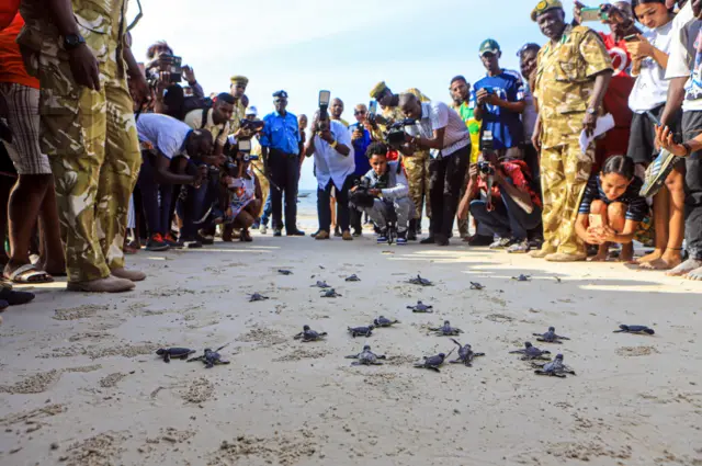 Turtles on a Mombasa beach